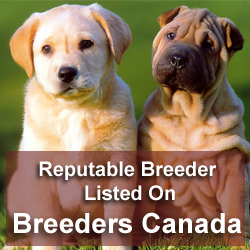 Canadian Reputable Breeders
