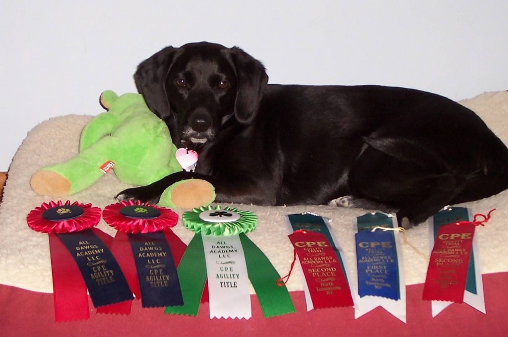 Lacota and her Agility Champion Titles