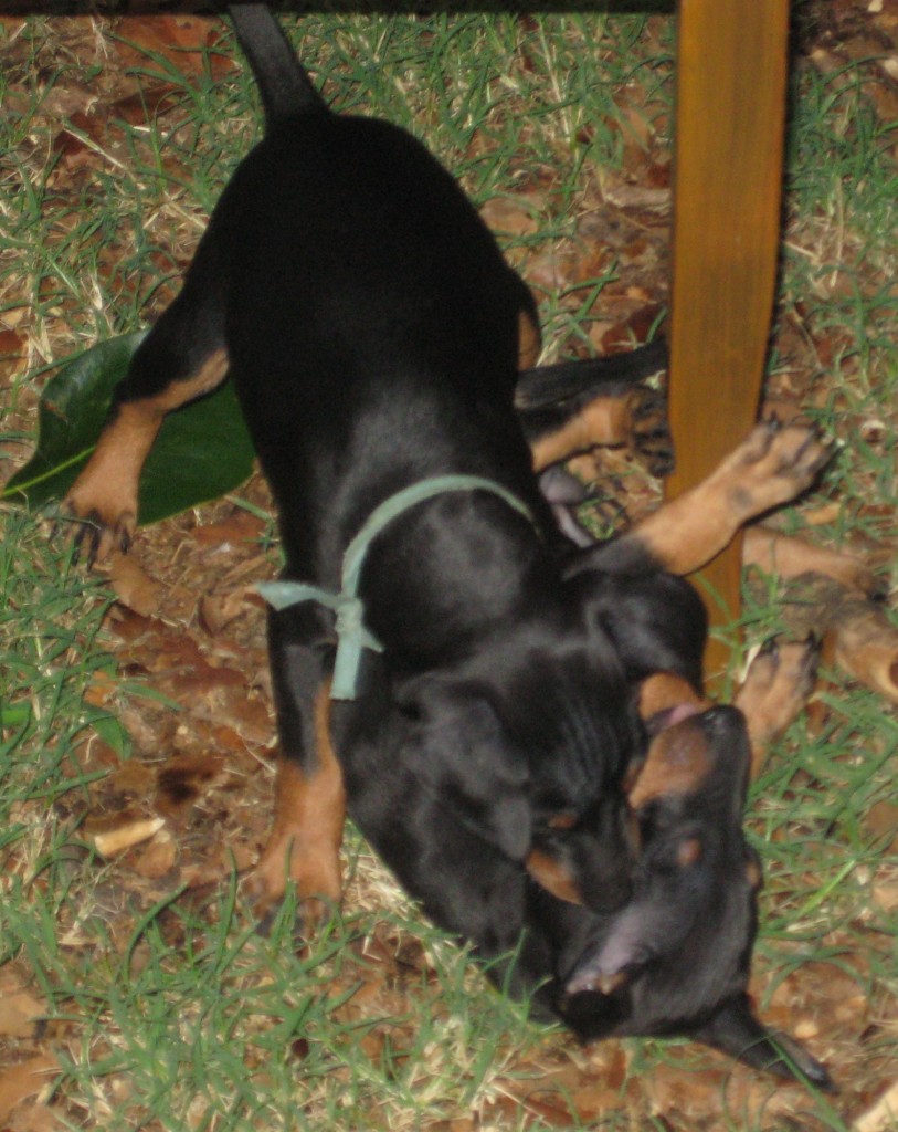 Puppy Rocky at Oakwook Kennels