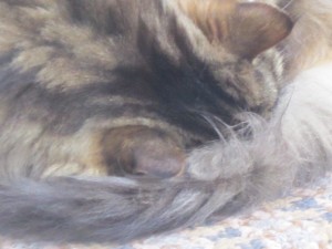 Mystery cat sleeping