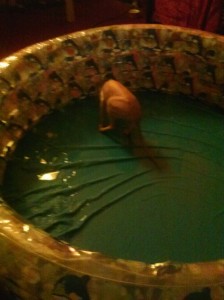 Kitty pool